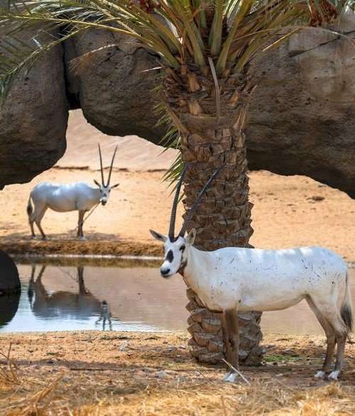 dubai safari village